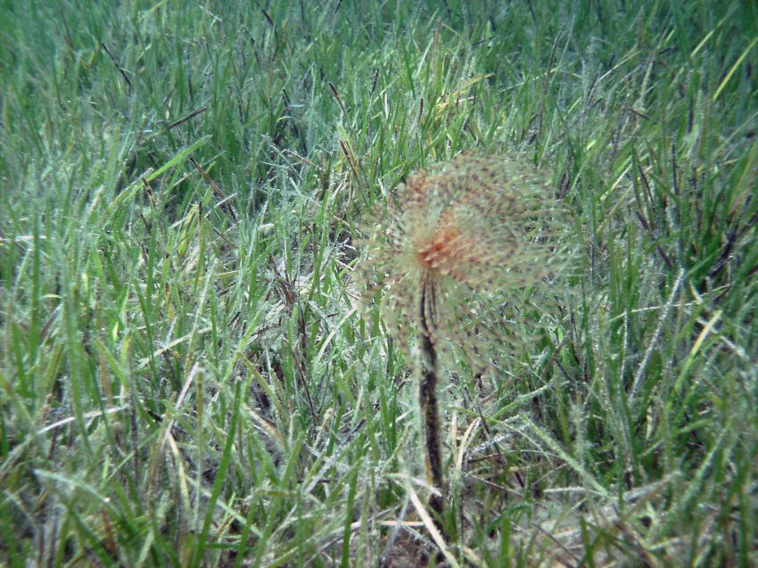 Halkidiki - Athos, Halkidiki - Athos,Griechenland