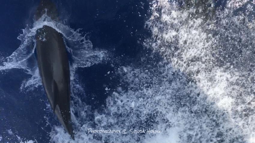 Delfine am Bug, diving.de abu dabab, diving.DE Abu Dabab, El Malikia Resort, Ägypten, Marsa Alam und südlich
