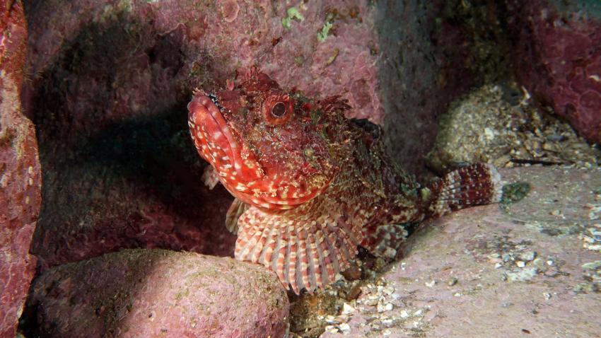 Red scorpion cod - Scorpaena jacksoniensis , Feet First Dive, Nelson Bay, Australien