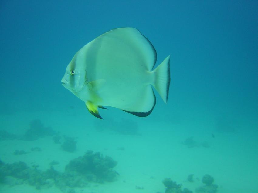 Safaga, Safaga - allgemein,Ägypten