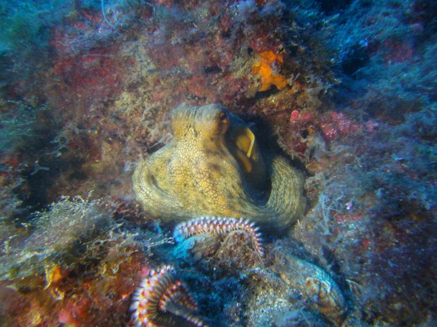 Octopus, Marine life, Blue Sea Diving Center (Taormina, Sizilien), Italien