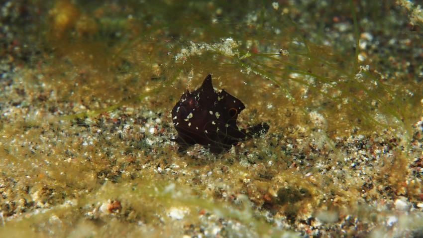 Frogfishmania Part 3, Lembeh Strait,Nord Sulawesi,Indonesien,Anglerfisch,Frogfisch