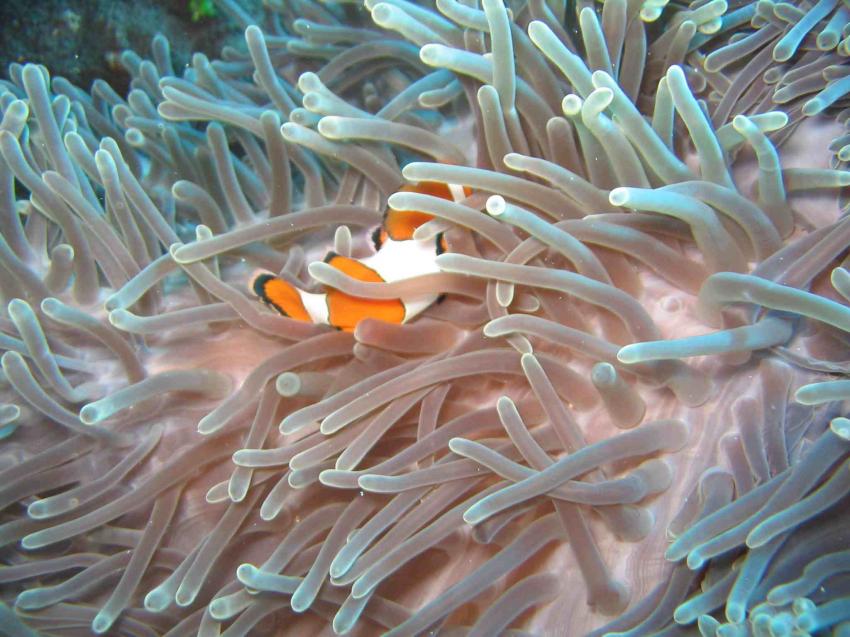 Similan Islands, Similan Islands,Thailand,klein,anemonefisch,clownfisch,anemone
