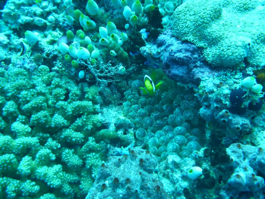 Filitheyo, Diving Center Werner Lau, Nord Nilande Atoll, Malediven