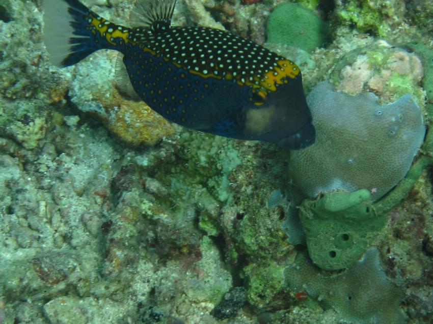 blauer Kofferfisch, Pondok Sari / Matahari, Diving Centers Werner Lau, Bali, Indonesien, Bali