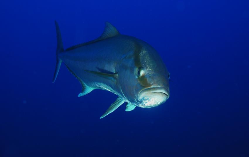La Perla Nera Diving  Ustica, Italien