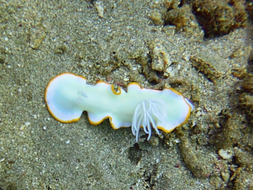 Extra Divers Spice Island, Indonesien