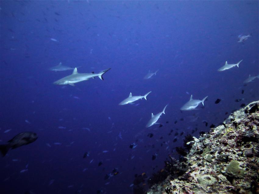 MY Sheena, Diving Centers Werner Lau, südliche Atolle, Malediven