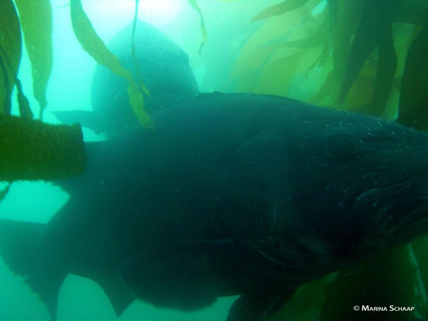 Giant Black Sea Bass, Sting Ray, Kelp Bass, Garibaldi, La Jolla Cove Marine Reserve,Kalifornien,USA