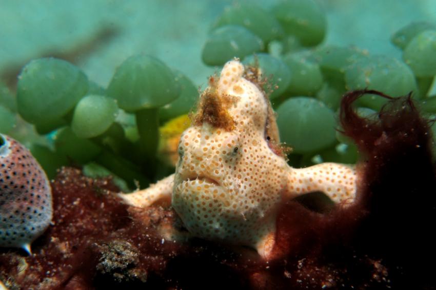 Frogfish, Celebes Divers Sulawesi - Onong Resort, Mapia Resort, Kuda Laut Boutique Dive Resort, Indonesien, Sulawesi