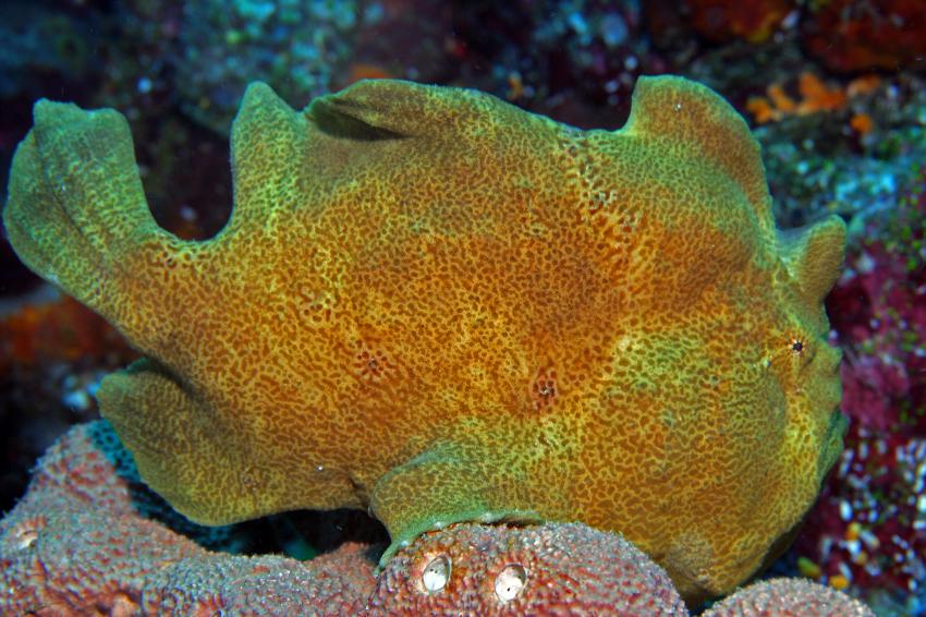 Pulau(= Insel) Sahaung (Bangka Archipel), Pulau Sahaung,Indonesien,Brauner4 Riesen-Anglerfisch (Antennarius commersonii)