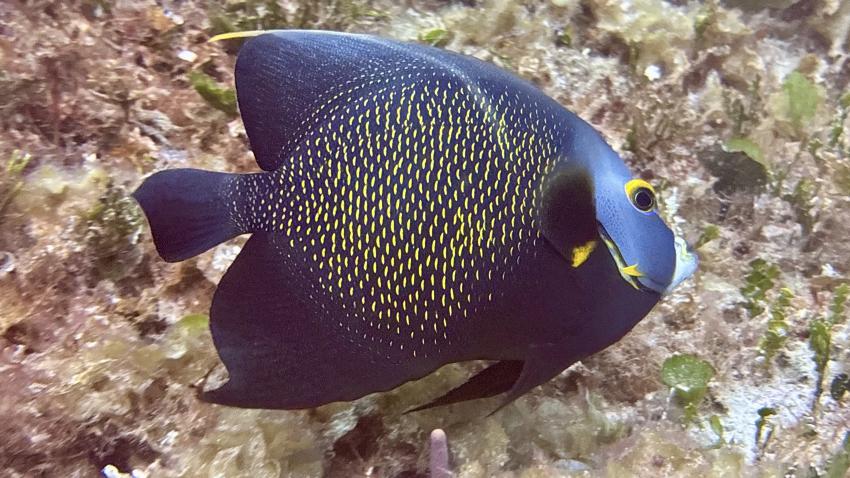 Angel Fish, Angel Fish, Playa del Carmen, Mayan Riviera, Diving Reality, Mexiko