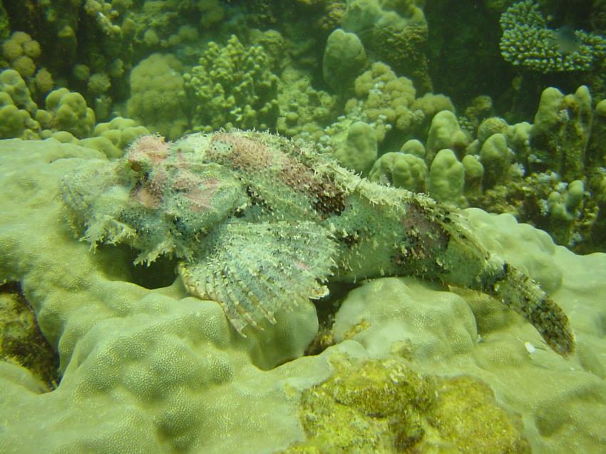 Safaga, Safaga - allgemein,Ägypten