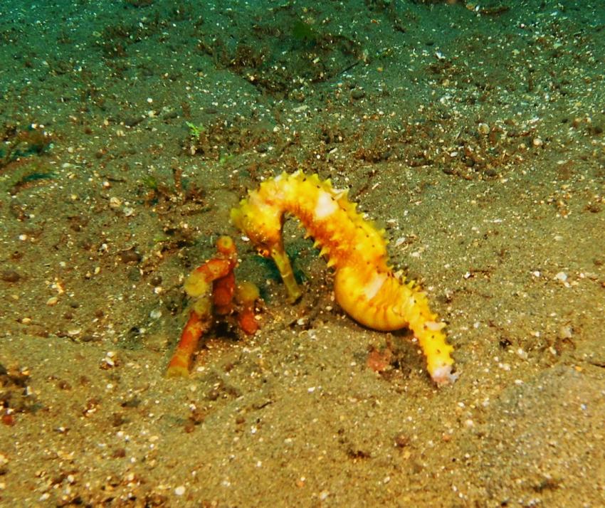 Dive Society @ Sea Dream Resorts, Dauin, Philippinen