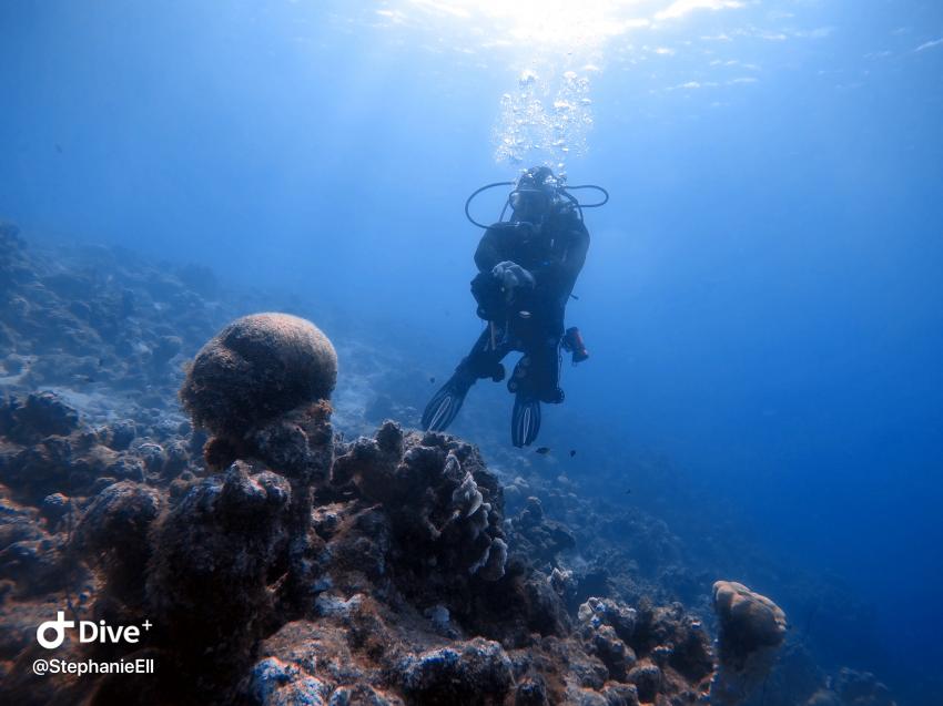 Curacao Divers (Sun Reef Village), Sint Michiel, Niederländische Antillen, Curaçao