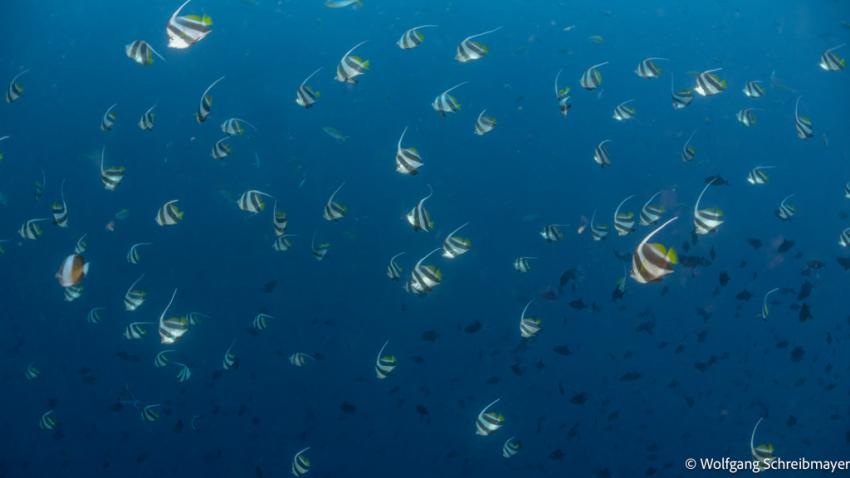 Schwarm-Wimpelfische (Heniochus diphreutes)