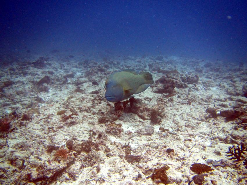 Shamar Divers Maamigili, Malediven