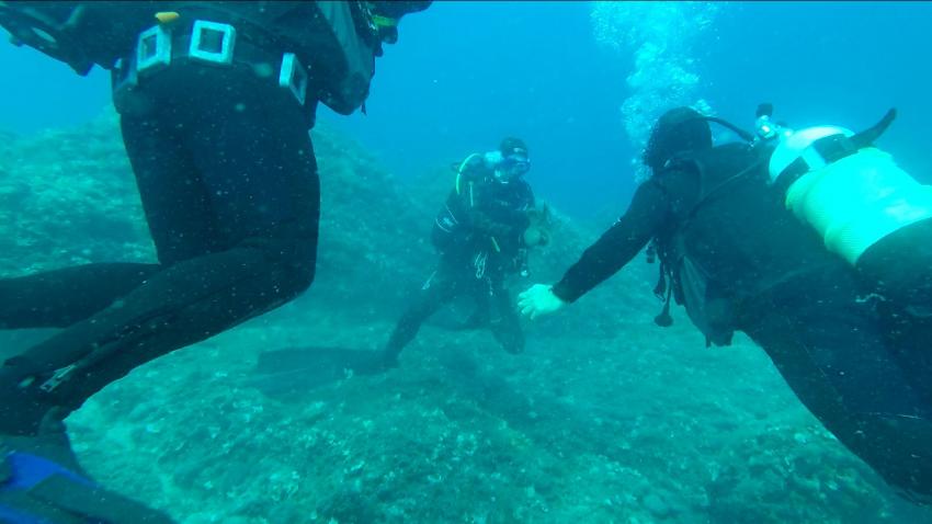 Guide zieht Oktopus aus Höhle, Trogir Diving Center, Okrug Gornji, Kroatien
