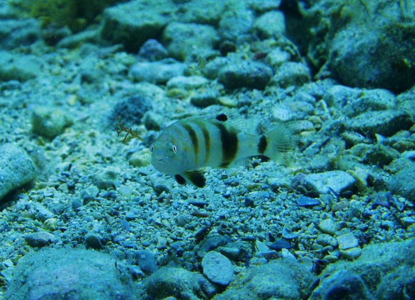 Trogir Diving Center Okrug Gornij, Trogir,Kroatien