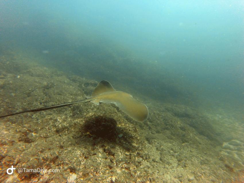 Southern stingray, TamaDive Dive School, Tamarindo, Costa Rica