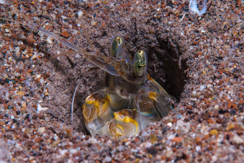 Fangschreckenkrebs, Fangschreckenkrebs, Mittelmeer, Nachttauchgang am Strand von Adrasan, Türkei