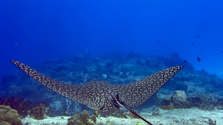 Eagle Rays, Cozumel, Mayan Riviera, Diving Reality, Mexiko