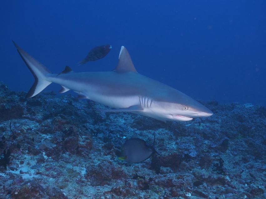 DivePoint Guraidhoo, Malediven