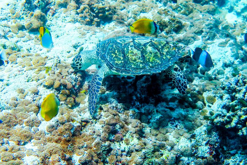 Turtle, Divepoint Amaya Kudarah, Kuda Rah, Malediven