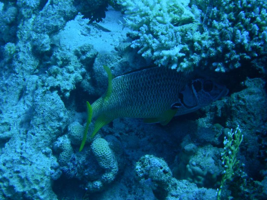 Shaab Samadai West, Dolphin House (Sha´ab Samadai),Marsa Alam,Ägypten