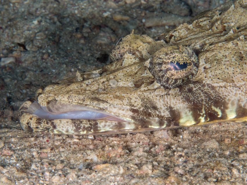 Krokodilfisch, Extra Divers - Mövenpick Resort, El Quseir, Ägypten, El Quseir bis Port Ghalib