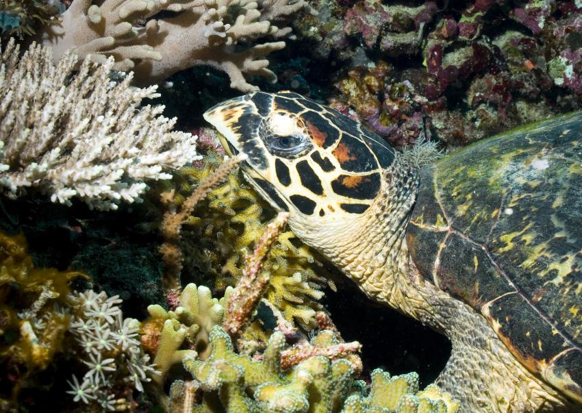 Komodo mit der SY Indo Siren, Orca Dive Club Labuan Bajo Flores,Allgemein,Indonesien,Schildkröte,Meeresschildkröte,Karettschildkröte