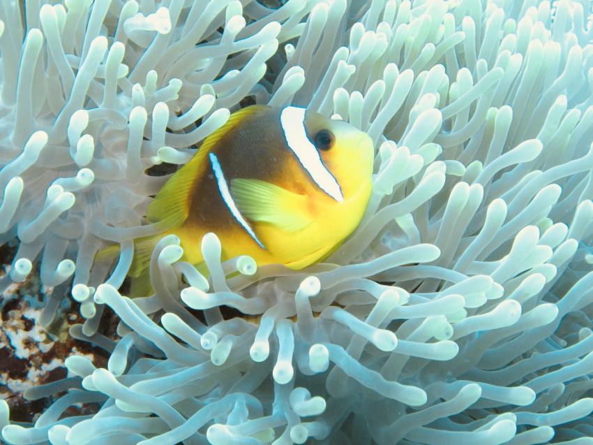 Scuba World Divers, Sol Y Mar Reef Resta Resort, Port Ghalib, Ägypten, El Quseir bis Port Ghalib
