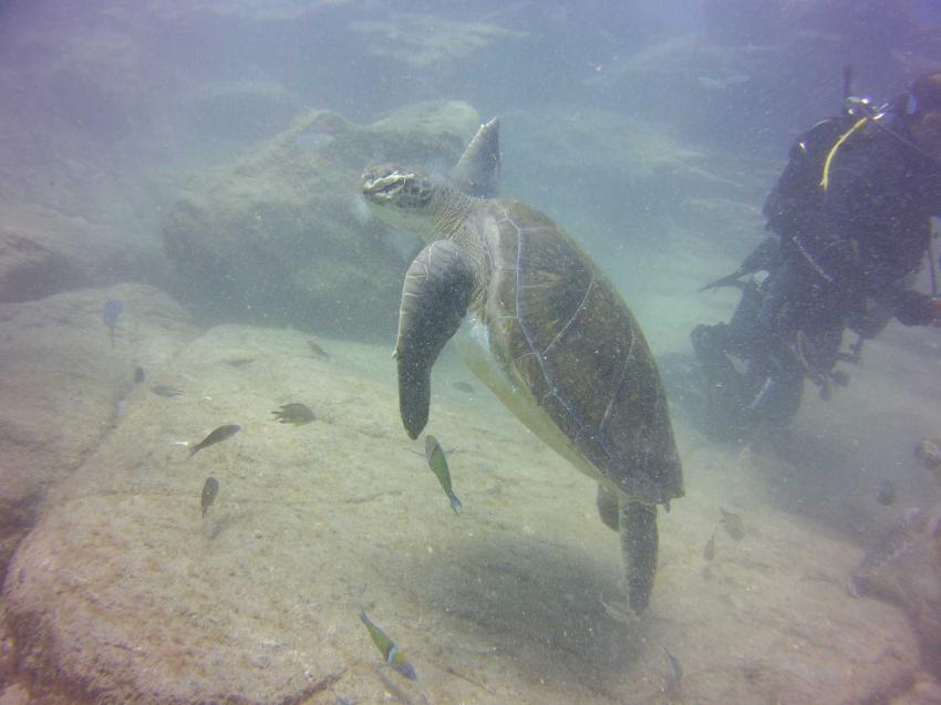 Schilkröten , Adeje Tauchclub Ocean Trek, Teneriffa, Spanien, Kanaren (Kanarische Inseln)