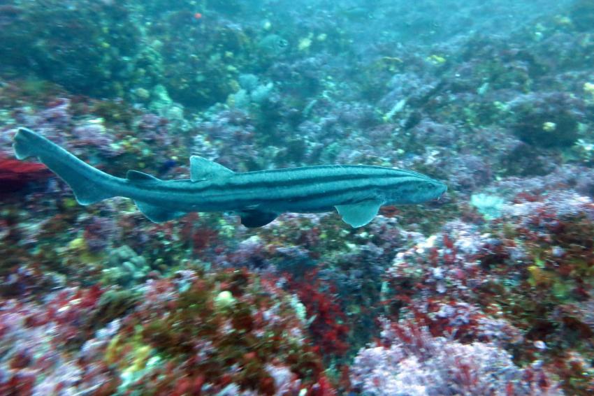 Pyjama Shark  bei Evans Peek , Dive Expert-Tours ,   Südafrika, Südafrika