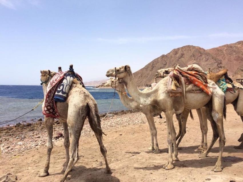 Kamelsafari Abu Galum, Circle Divers Dahab, Ägypten, Sinai-Nord ab Dahab