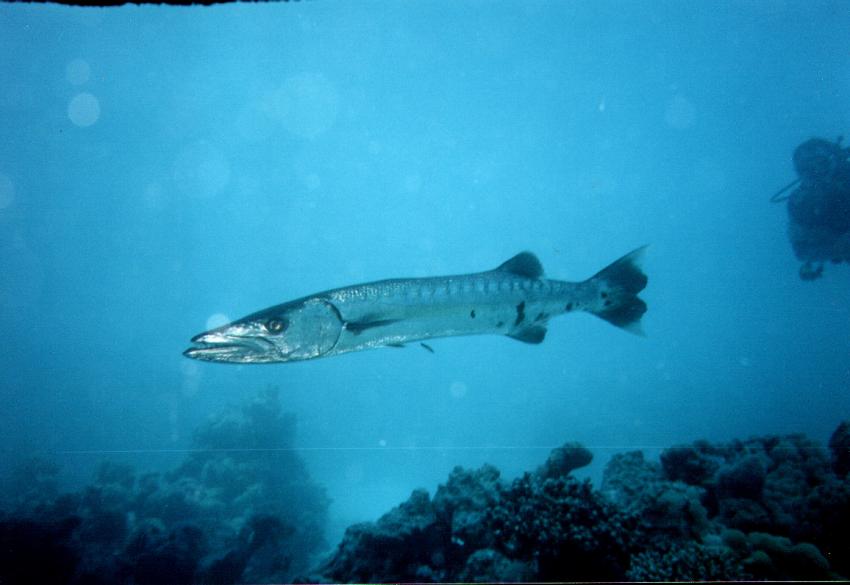 Safaga, Safaga - allgemein,Ägypten