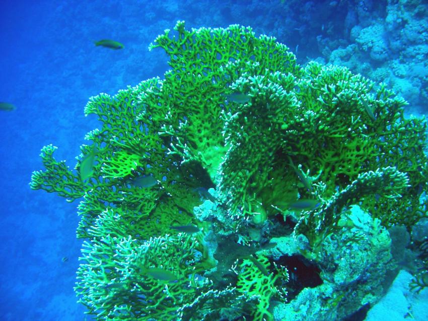 panorama reef, Panorama Reef (Safaga),Ägypten