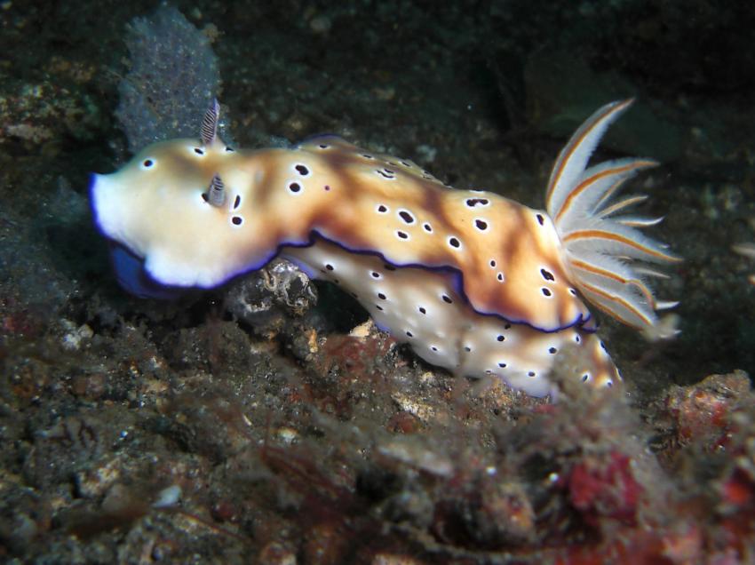 Lembeh unter Wasser, Lembeh Strait,Nord Sulawesi,Indonesien,Prachtsternschnecken,Chromodorididae,Nacktschnecke