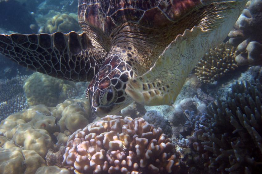 Sipadan, Sipadan,Malaysia,Meeresschildkröte