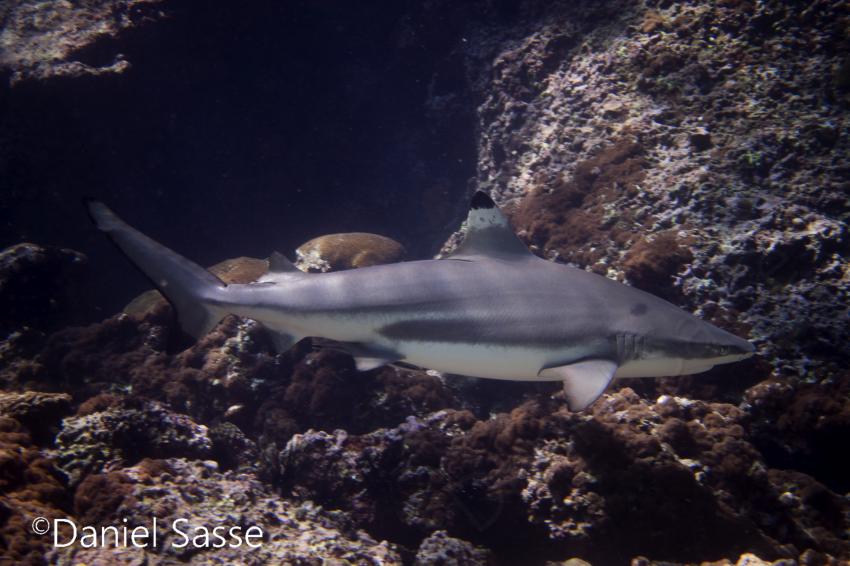 Blacktip reef shark (Carcharhinus melanopterus), Shark, Poseidon Dive Center, Krabi / Ao Nang, Thailand, Andamanensee