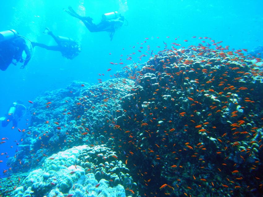 Allgemein, Elphinstone Reef (Marsa Alam),Marsa Alam - allgemein,Ägypten