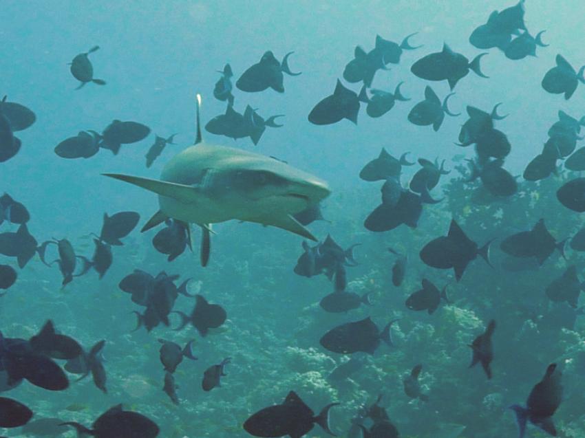 Pro Divers, Vakarufalhi, Malediven