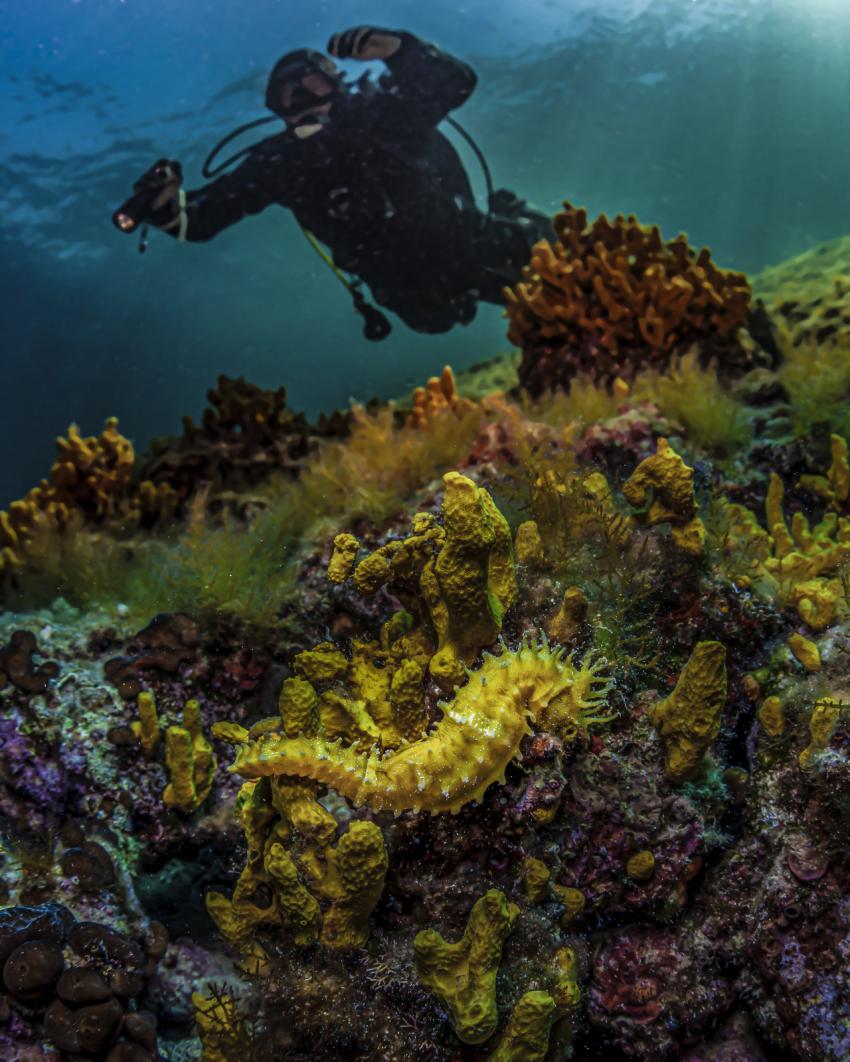 Seahorse Diving Cres, DIVING CRES, Kroatien, SSI, Tauchen, Diving Cres, Insel Cres
