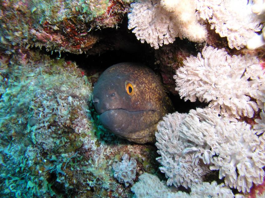 Brayka Bay, Brayka Bay,Ägypten