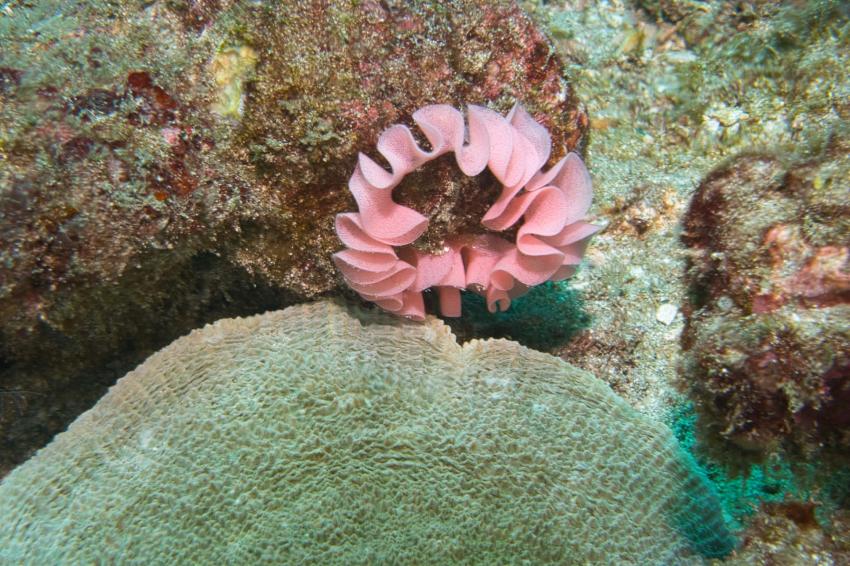 Nico Dives Cool, Indonesien, Bali