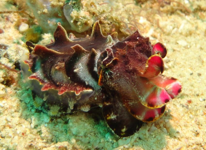 Bei den Cocktail Divers im Garden of Eden, Mindoro,Philippinen