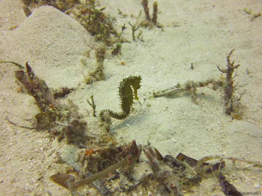 Sea Horse, Buccaneer Diving, Zanzibar, Tansania