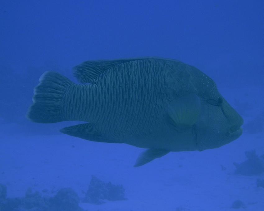 Brayka Bay, Brayka Bay,Ägypten