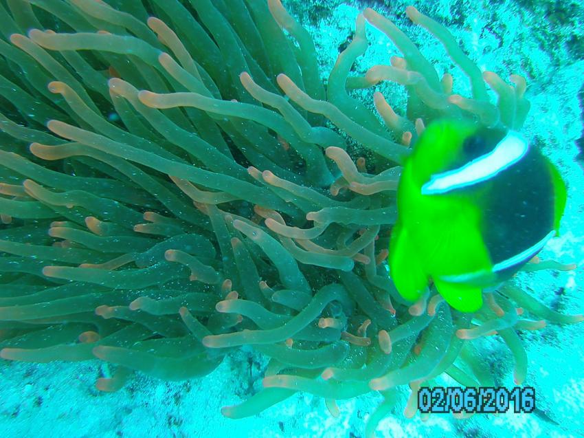 unterwasserwelt, Annette & Robby RedSea-Divers, Zahabia Beach, Ägypten, Hurghada