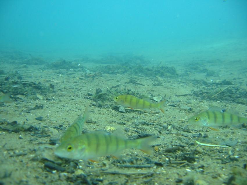 Test verschiedener Kameras, Hemmoor,Niedersachsen,Deutschland